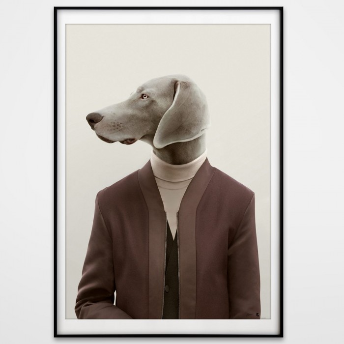 Decorative poster of a elegant weimaraner dog